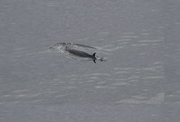 Wal im Saguenay Fjord